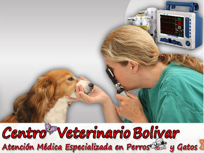 Centro Veterinario Bolivar